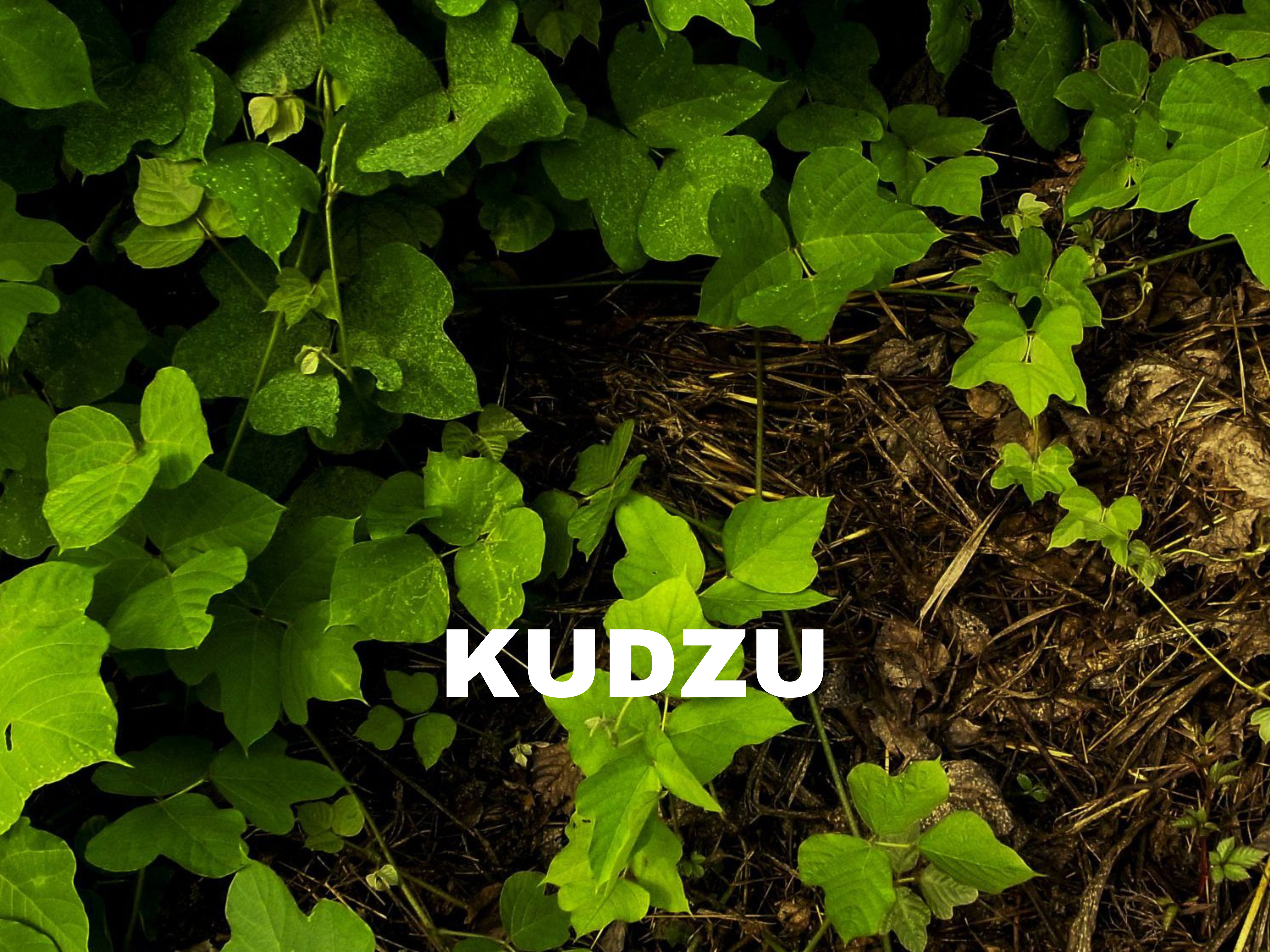 made by rent goats atlanta