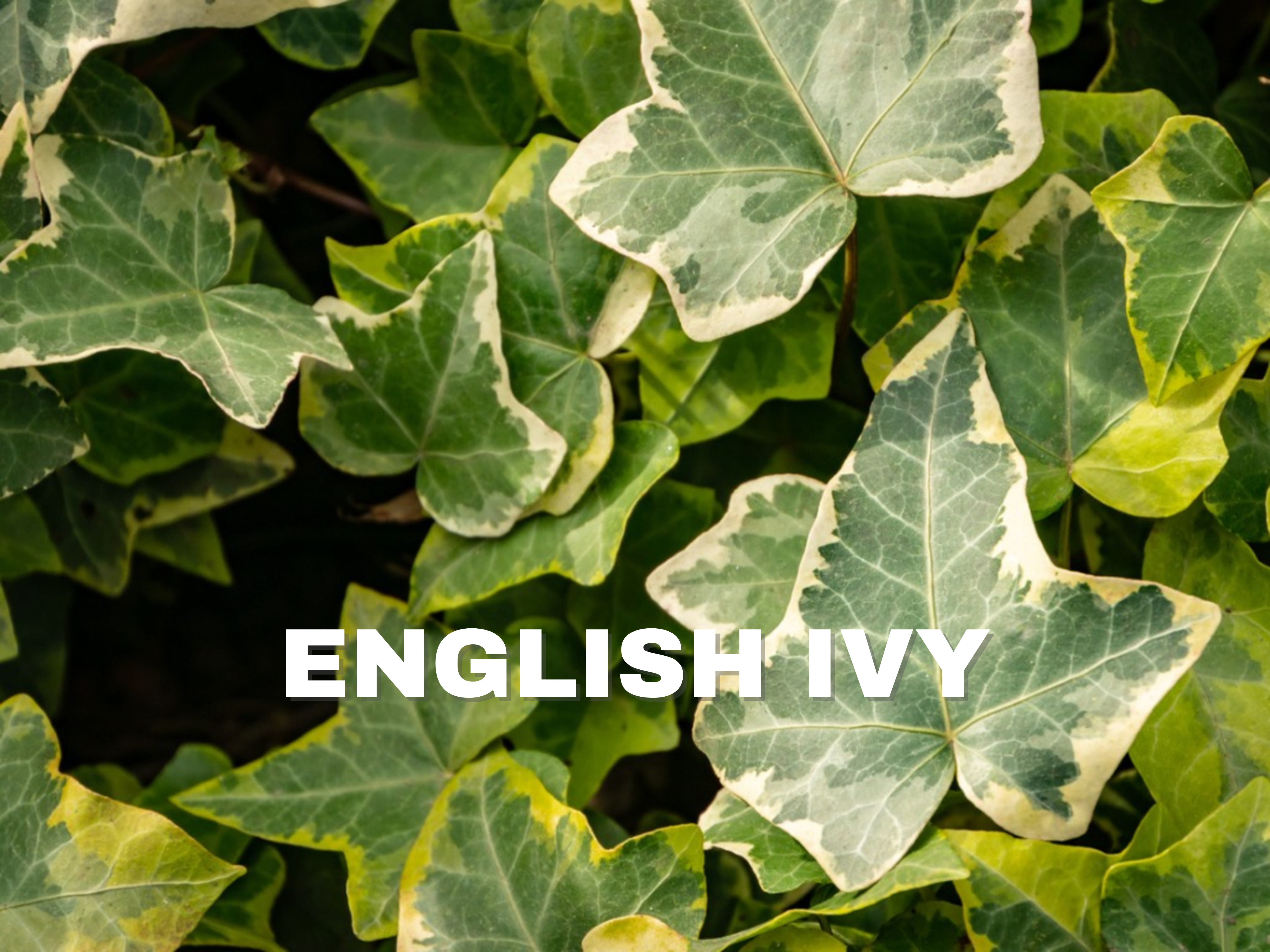 made by rent goats atlanta